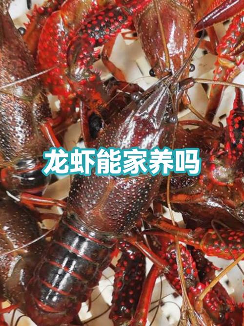 养小龙虾需要什么条件和技术缩略图