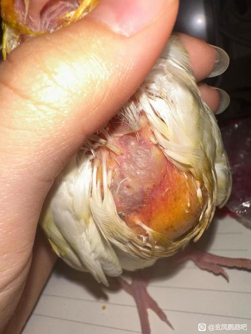 鹦鹉身体凉了硬了还能救活吗缩略图