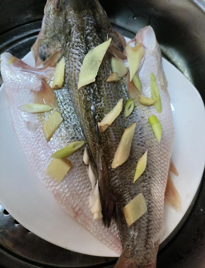 鲈鱼早上杀晚上还能吃吗