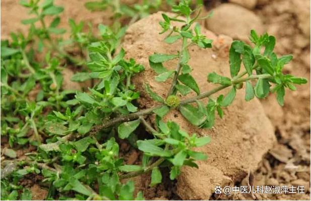 农村治流鼻血的草药