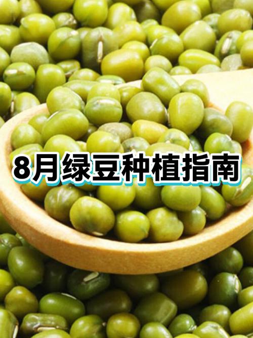 绿豆的绿阅读答案缩略图
