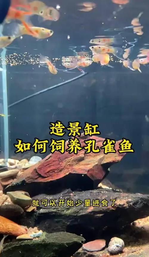 养孔雀鱼用什么铺底好缩略图