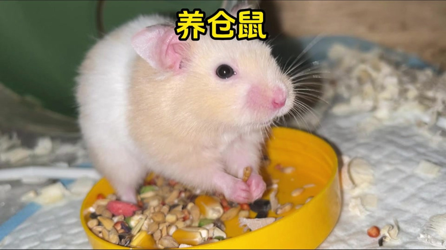 仓鼠脸肿了会自愈吗图标