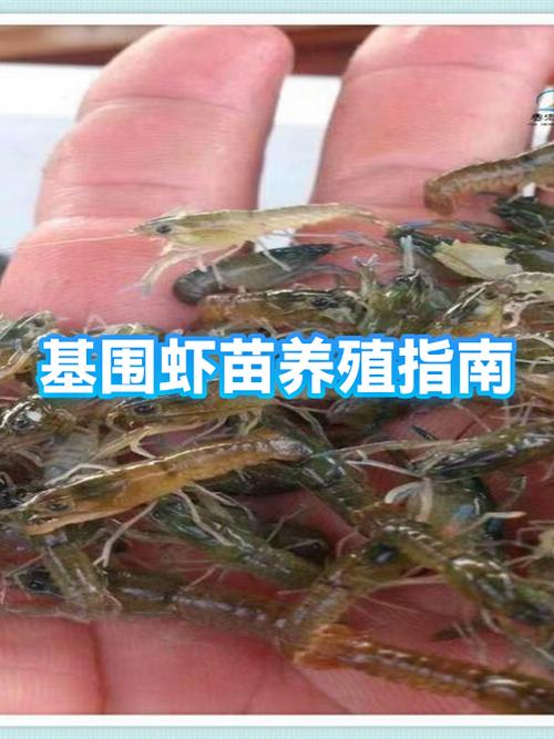 基围虾养殖需要什么条件缩略图