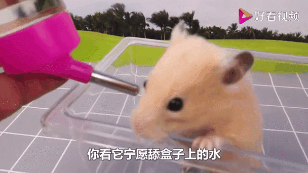 仓鼠木屑怎么喂水图标