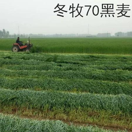 黑麦草一亩地需要多少种子