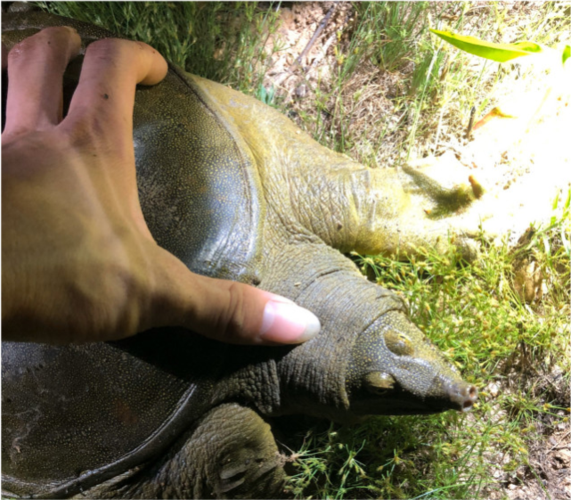 甲鱼死了一晚上还能吃吗
