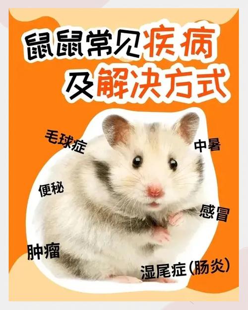 仓鼠多久喂一次水图标