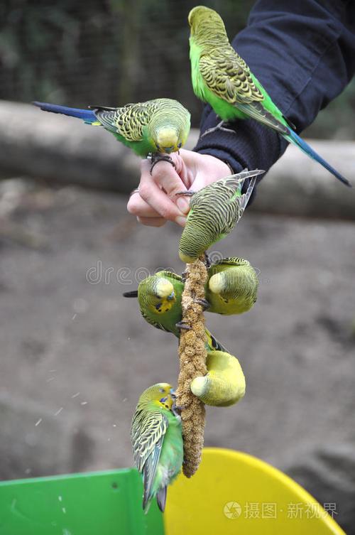 母鹦鹉给公鹦鹉喂食图标