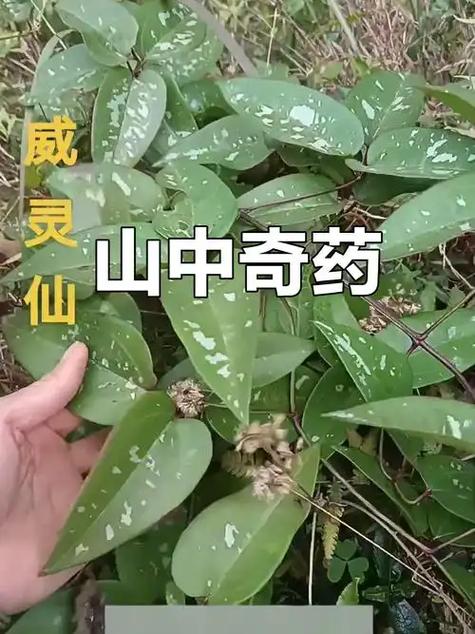 冷门但惊艳的中药名字
