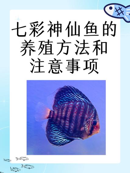50的鱼缸能养几条七彩神仙鱼图标
