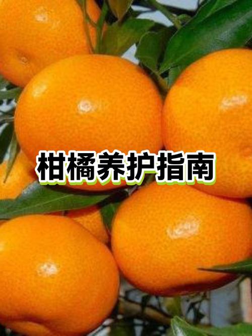 菠萝蜜熟透了肉起黄点可以吃吗