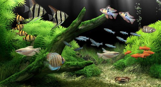 梦幻水族馆图标