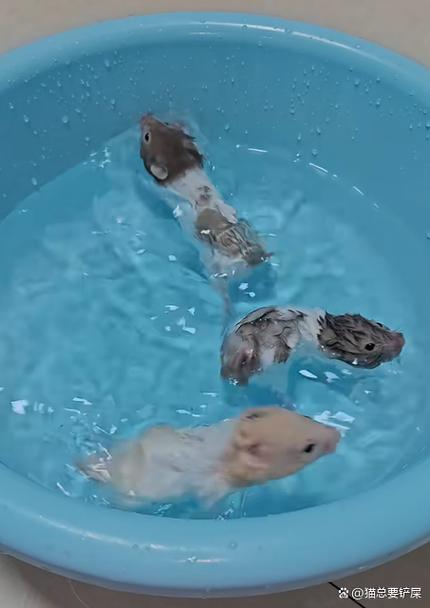 仓鼠能喂水吗图标