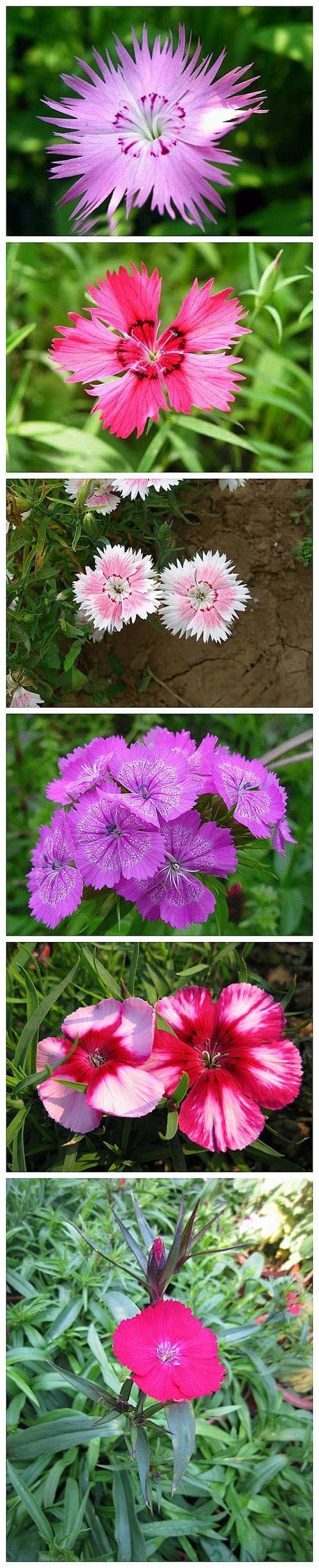 石竹花品种有哪些缩略图