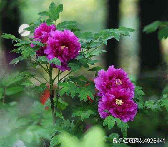 牡丹花是哪个季节开的花