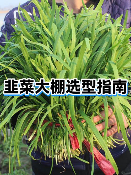 大棚韭菜一亩地能产多少斤图标