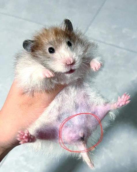 母仓鼠生完一直叫怎么办
