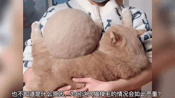 碎玉成欢by一根猫毛缩略图