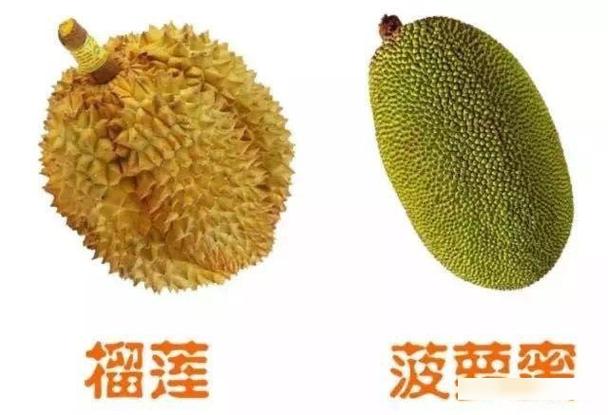 榴莲菠萝蜜和菠萝蜜的区别缩略图