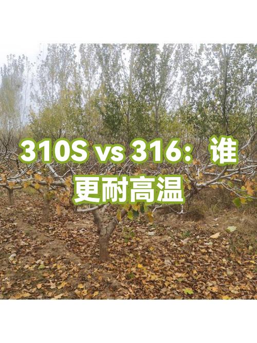 310s与316s耐高温对比