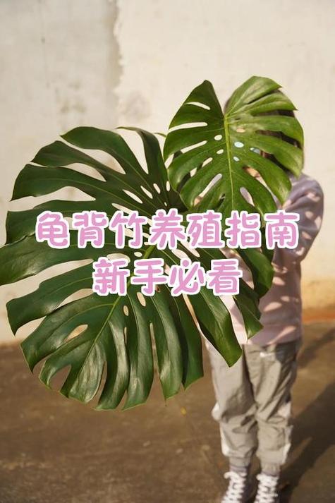 龟背竹的养殖方法和注意事项图标