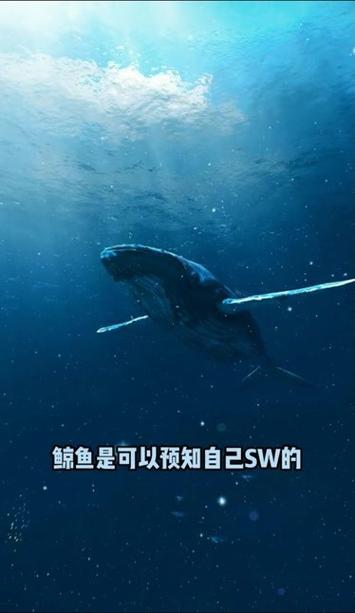 鲸落纪录片在线观看缩略图