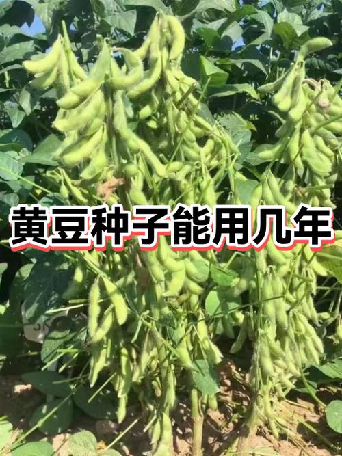 一亩地需要多少斤黄豆种子缩略图
