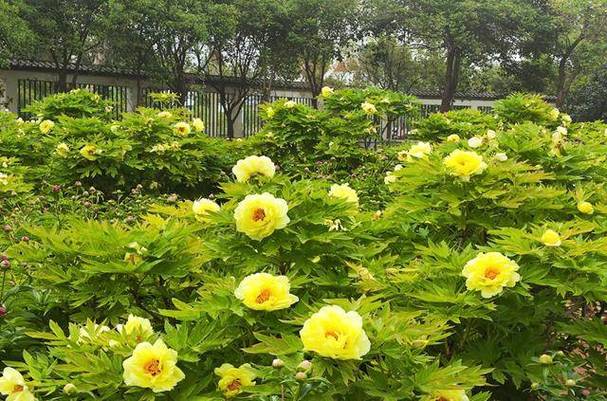 牡丹花在什么季节开放