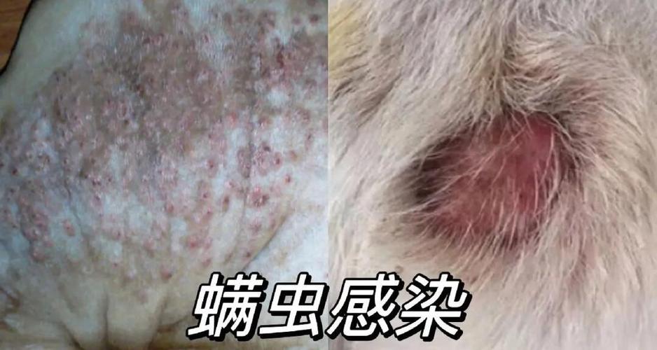 狗皮肤病图片对照大全图标