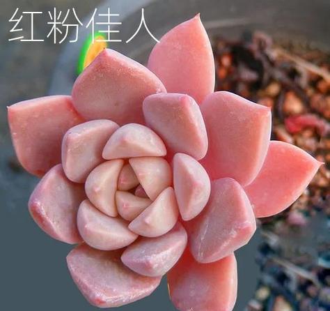 红粉佳人第一版主小说手机版官网