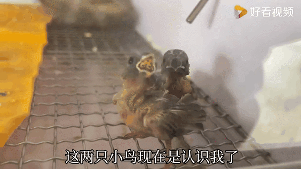 雏鸟短视频邀请码是多少缩略图