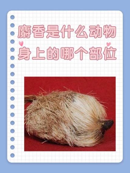 九五至尊是什么意思啊是什么动物缩略图