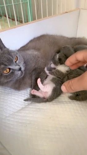 母猫偷别的母猫小猫图标