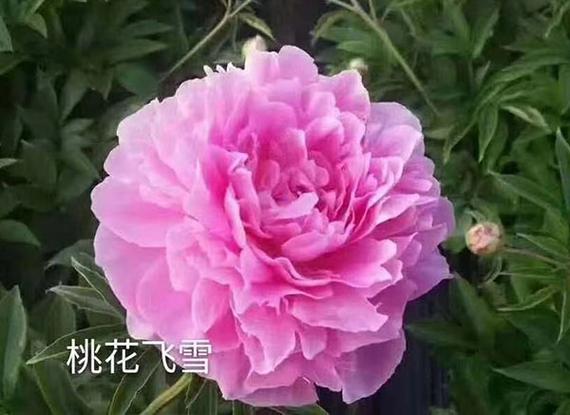 牡丹花简介50字左右缩略图