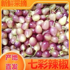 粉红的小辣椒经典版缩略图