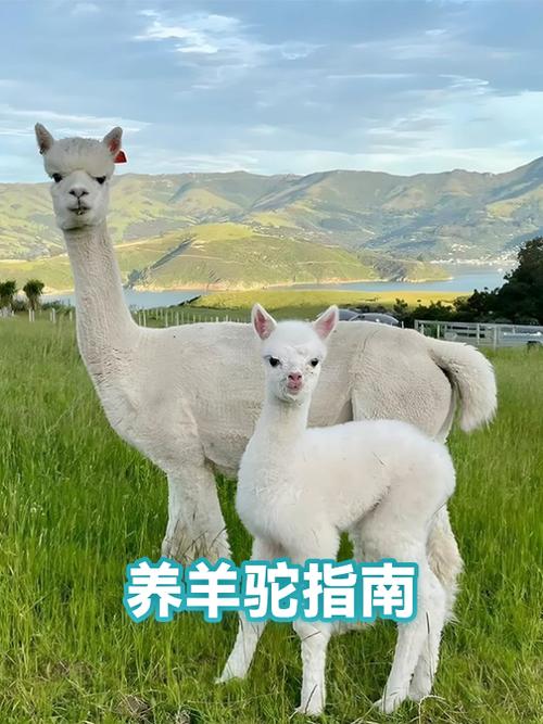 羊驼怎么在家里养