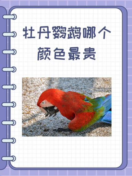 牡丹鹦鹉颜色配对表