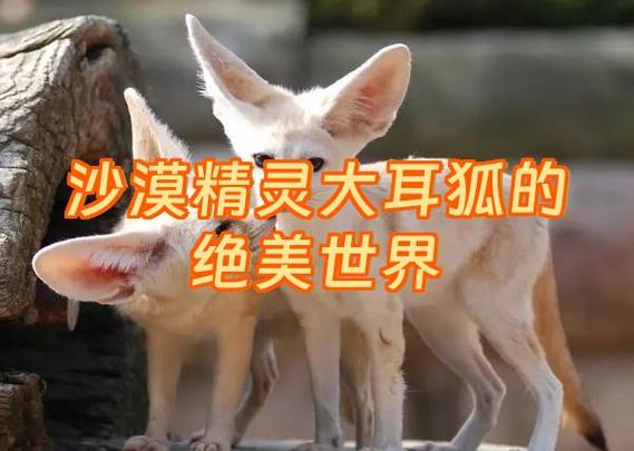 大耳狐与沙漠狐的区别缩略图