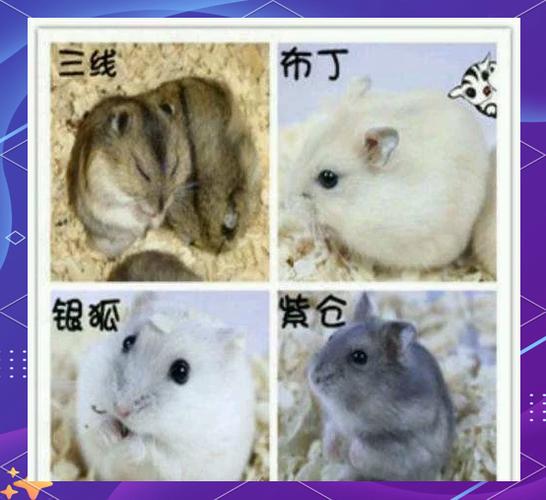 仓鼠为什么突然特别活泼缩略图