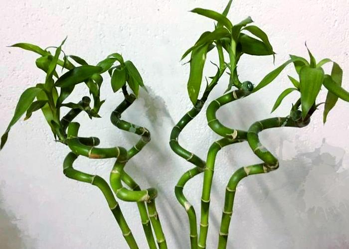 转运竹的养殖方法和注意事项缩略图