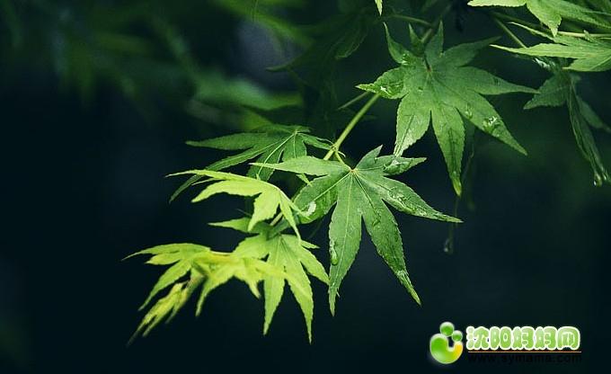 我爱绿色阅读理解答案