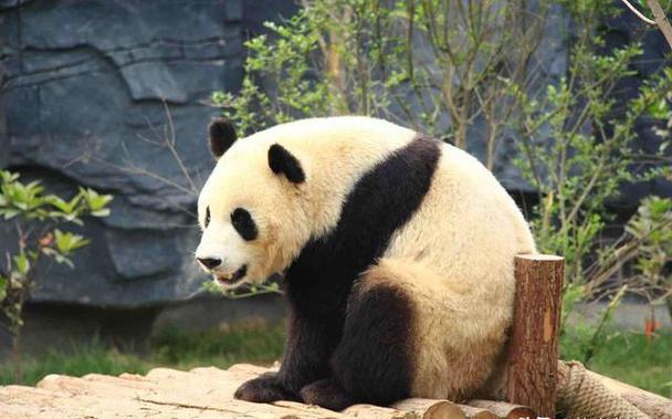 河南动物园没有大熊猫的原因缩略图