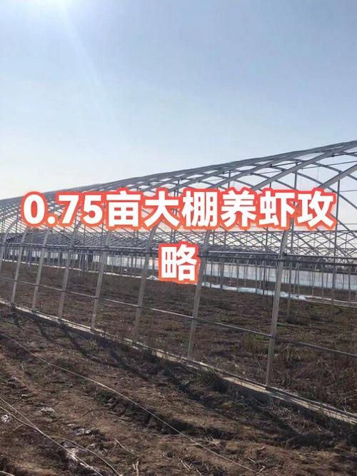 大棚养虾需要什么条件和技术缩略图