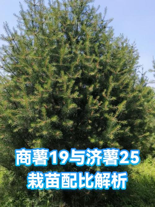 商薯19和济薯25哪个好