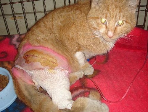猫咪打架受伤了能自愈吗图标