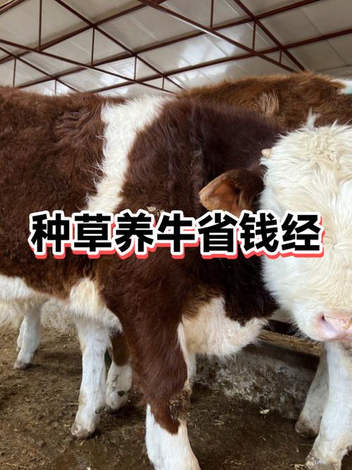 种草养牛一亩养多少头