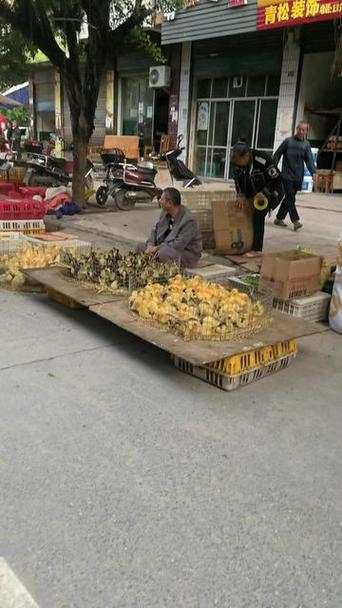 离我最近的鸡苗批发市场