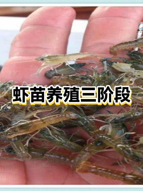 小龙虾养殖一亩地放多少虾苗缩略图