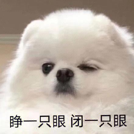 狗狗表情包图片大全缩略图